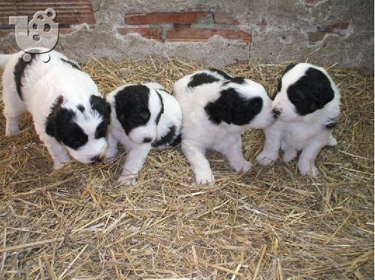 Βουλγαρικο ποιμενικό - 300 euro